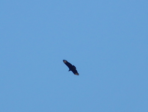 A Vulture or a Condor.